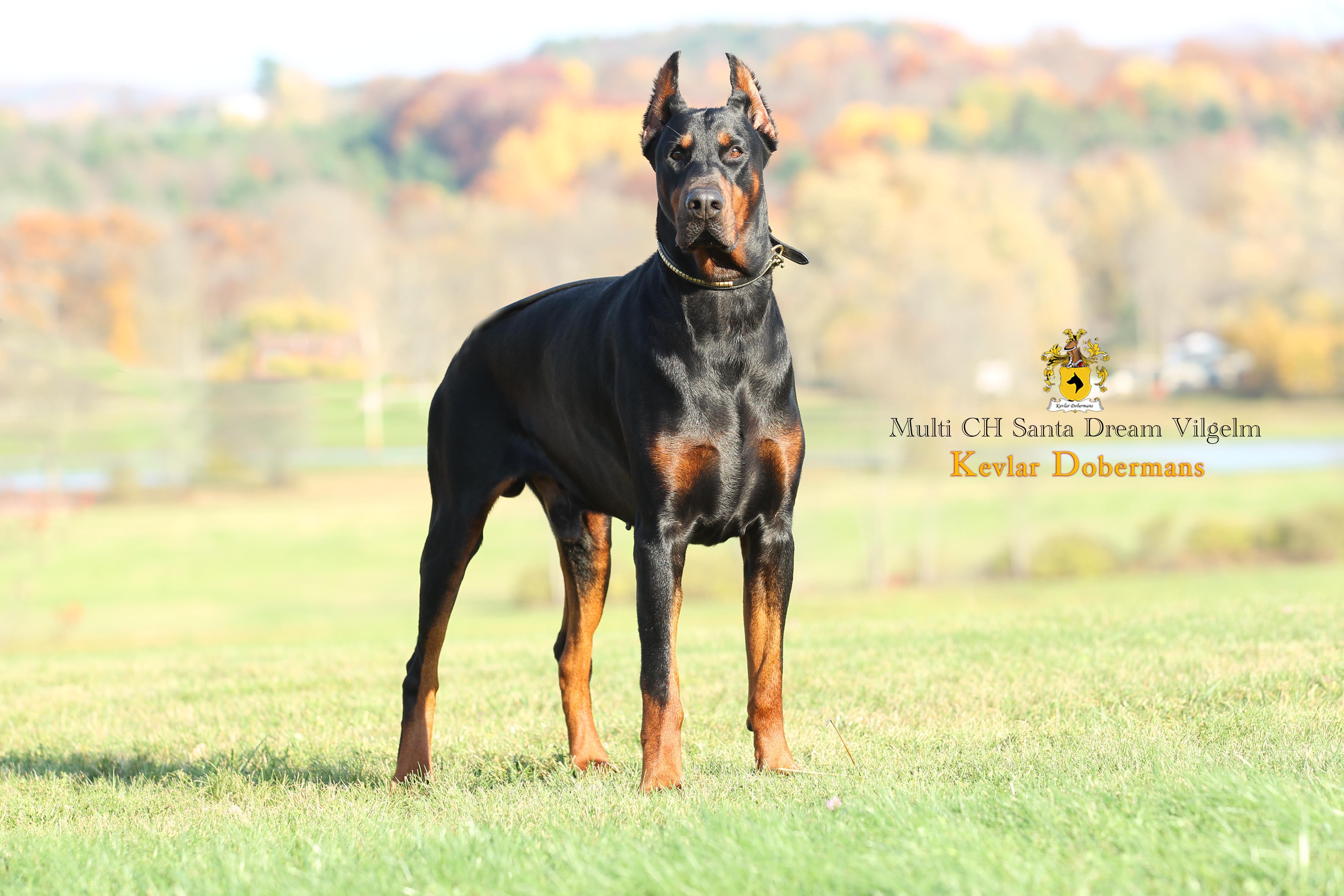 Kevlar Dobermans European Champion Bloodlines Doberman Puppies For Sale