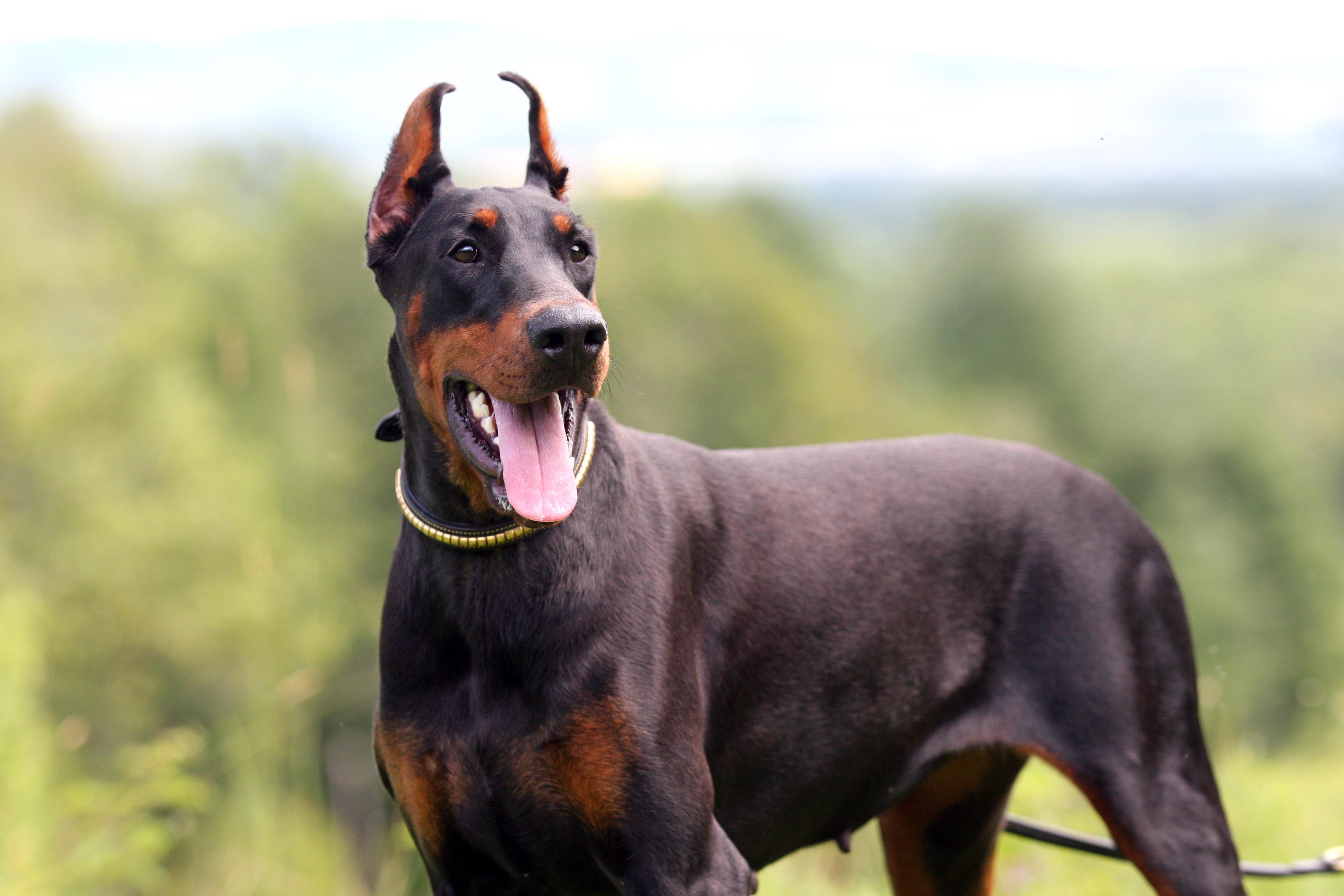 European Champion Bloodlines Doberman Puppies For Sale