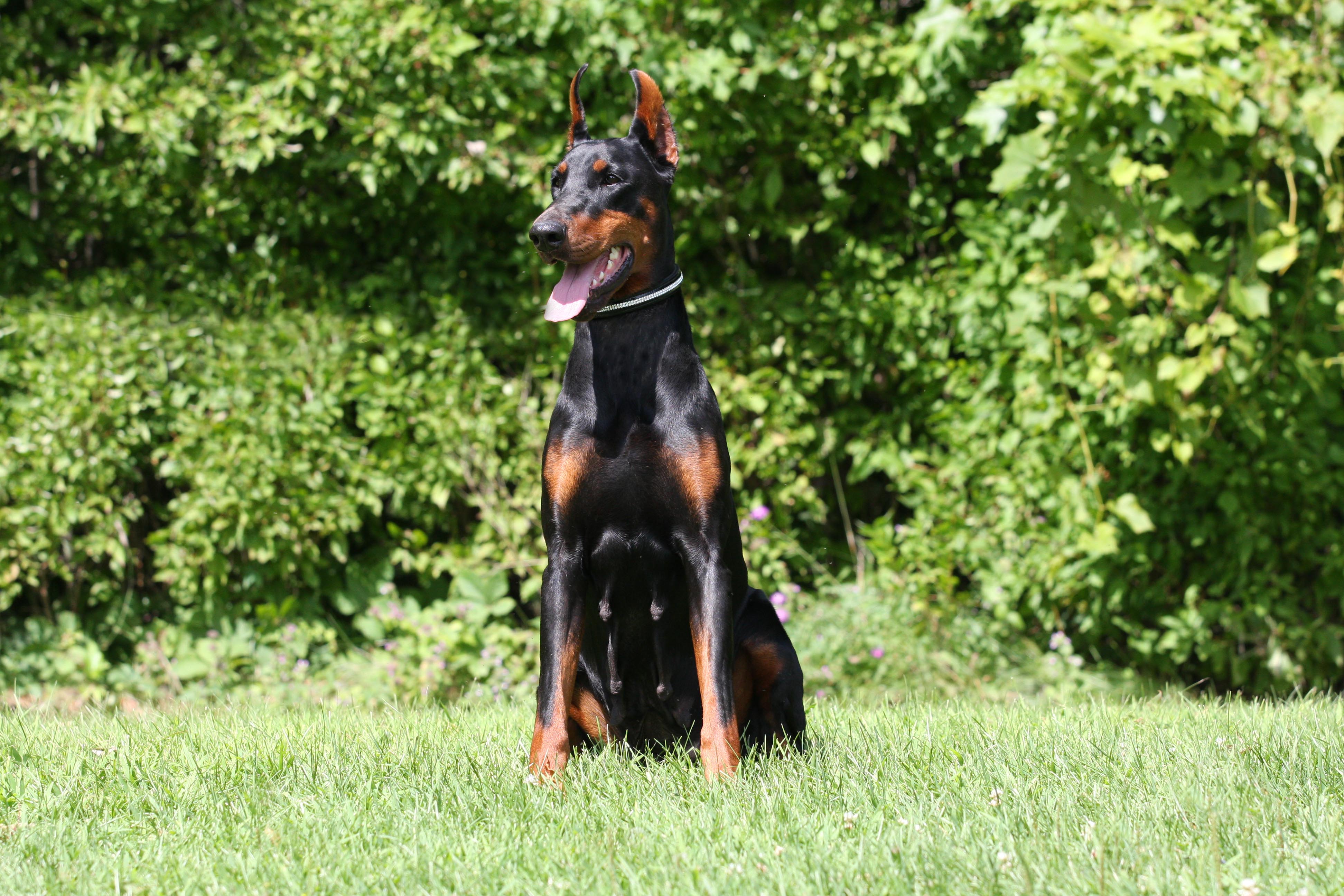 European Champion Bloodlines Doberman Puppies For Sale