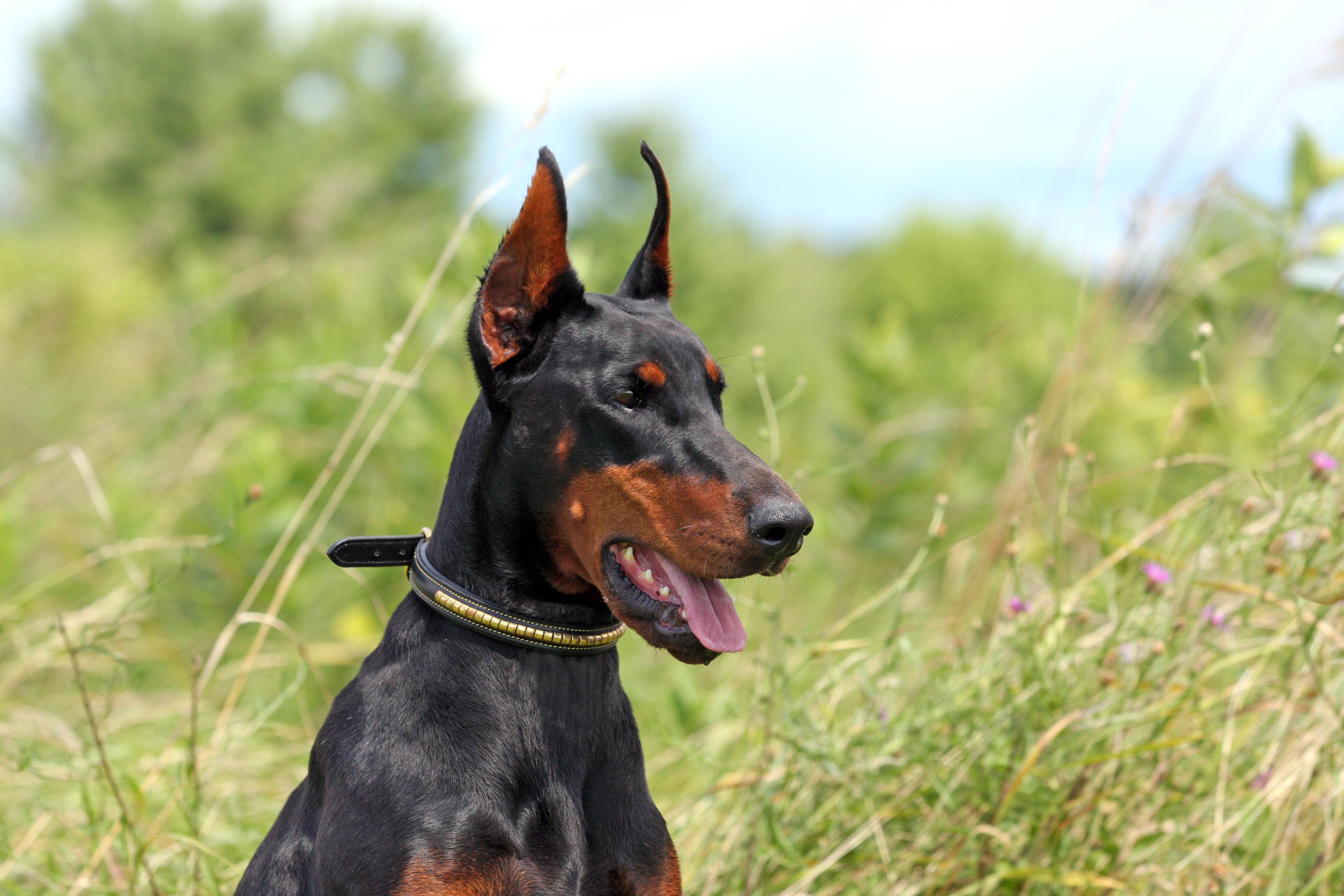 European Champion Bloodlines Doberman Puppies For Sale