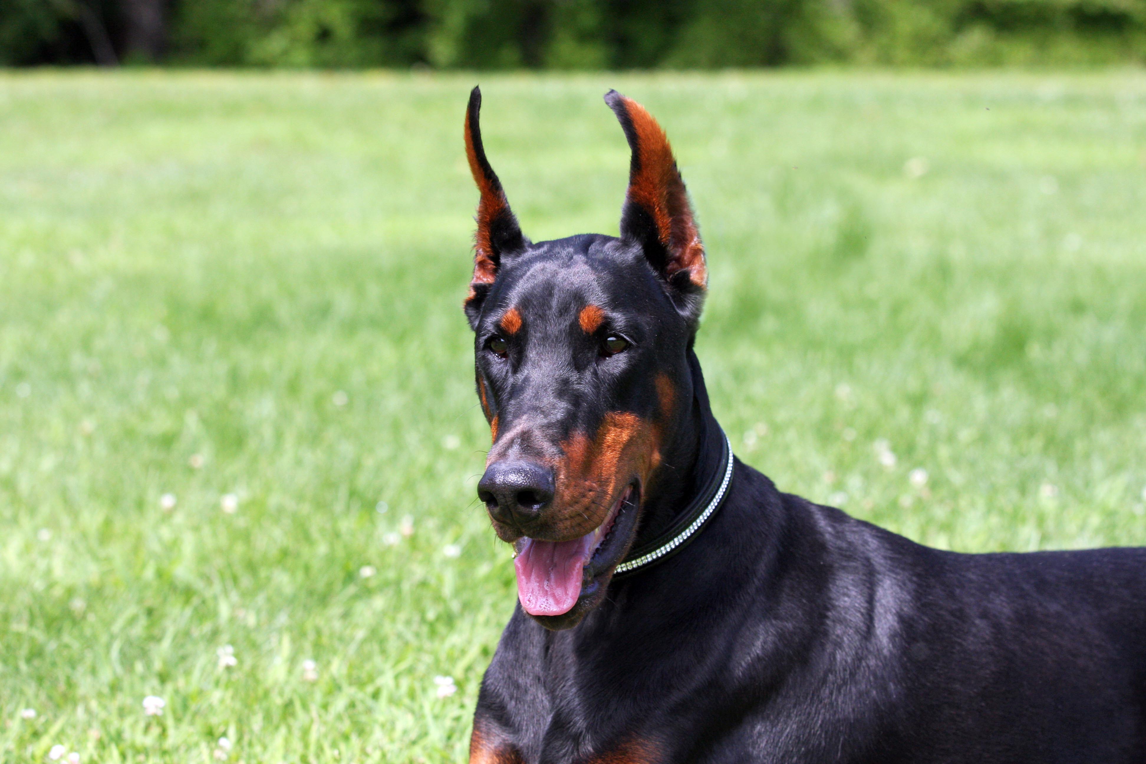 European Champion Bloodlines Doberman Puppies For Sale