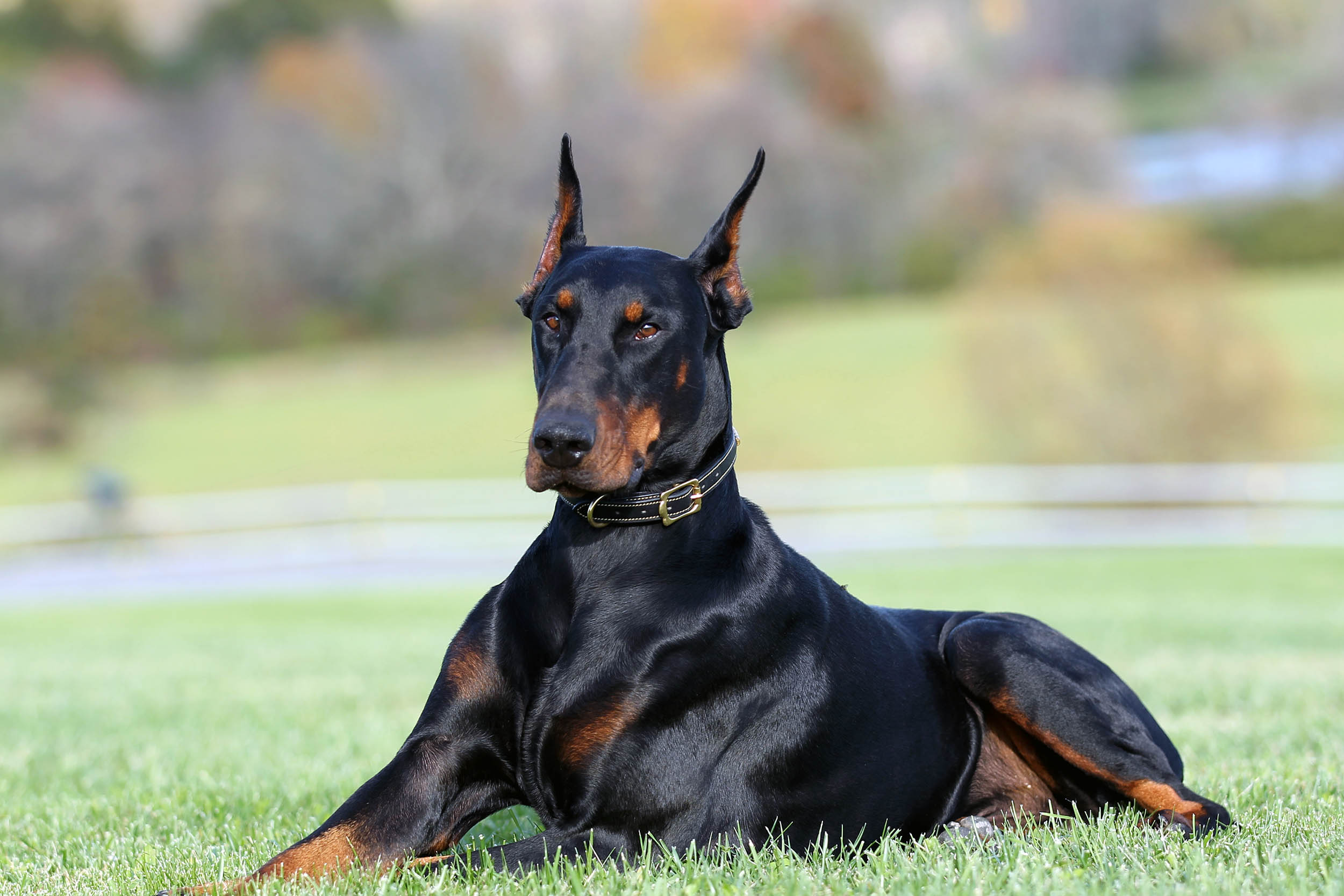 Kevlar's Barrett Always Loyal - Kevlar Dobermans - European Bloodlines