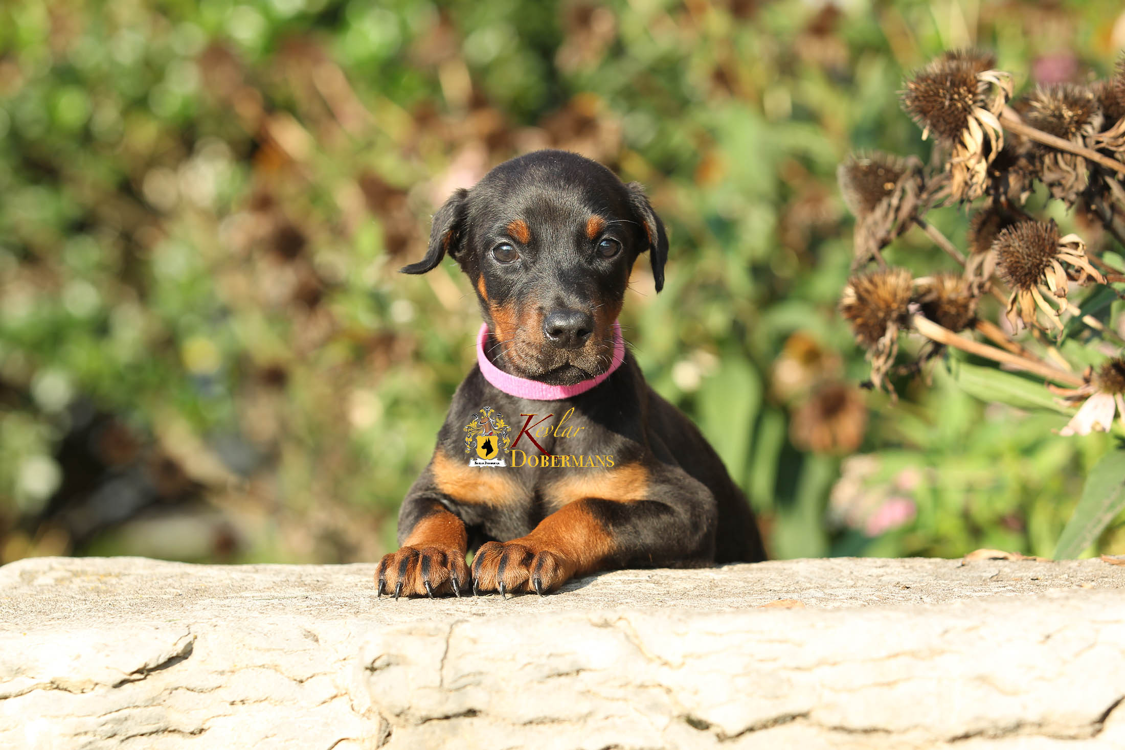 Akc registered doberman puppies for sale best sale